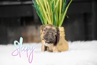 Sleepy, a male French Bulldog for sale in San Antonio, TX – 2 of 2
