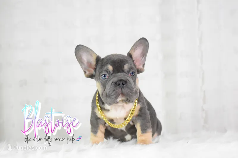 Blastoise  – French Bulldog puppy for sale in San Antonio, TX