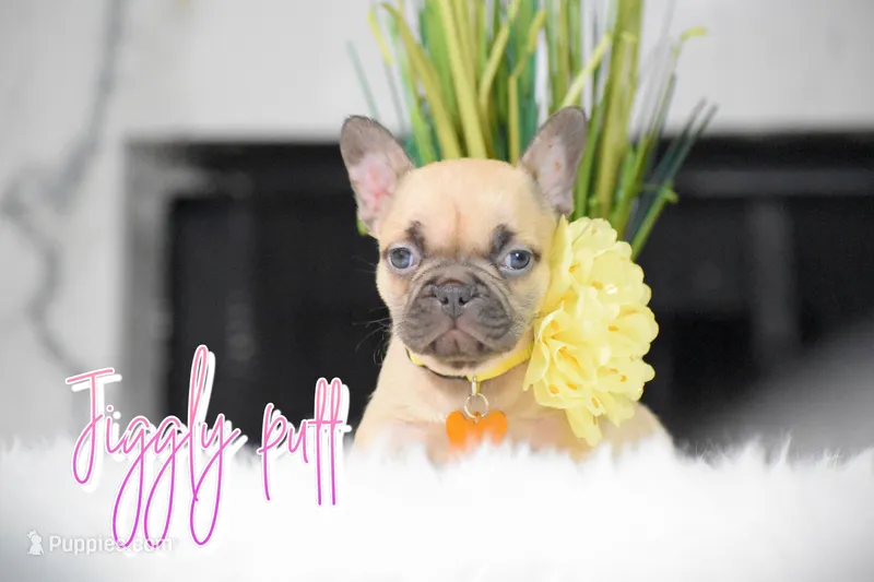 Jiggly puff  – French Bulldog puppy for sale in San Antonio, TX