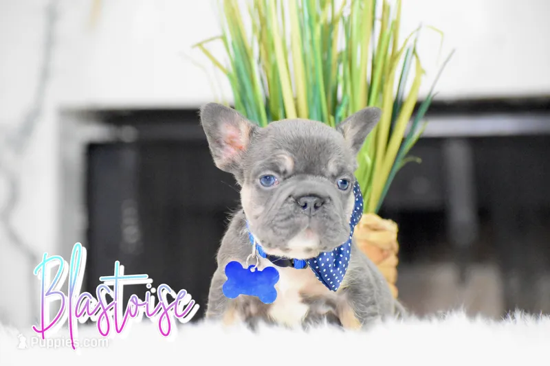 Blastoise  – French Bulldog puppy for sale in San Antonio, TX