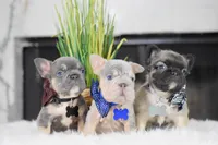 Squirtle , a male French Bulldog for sale in San Antonio, TX – 3 of 3