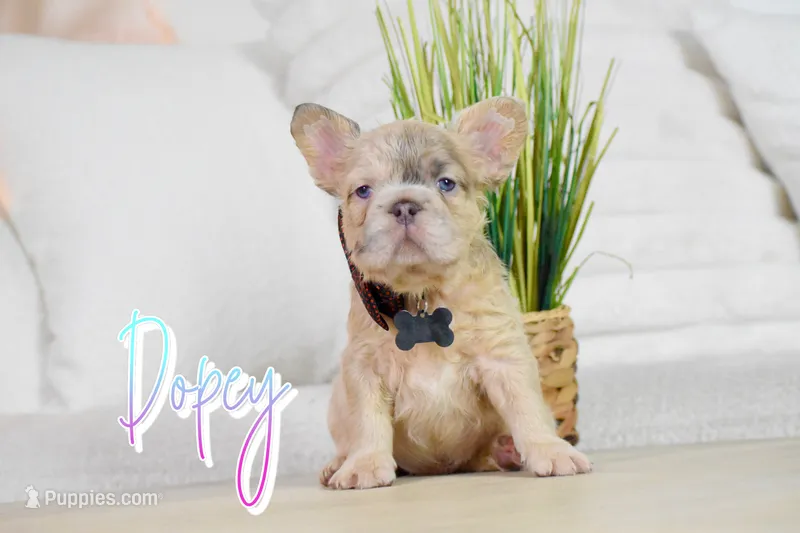 Dopey – French Bulldog puppy for sale in San Antonio, TX