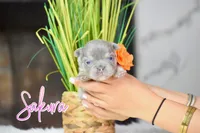 Sakura, a female French Bulldog for sale in San Antonio, TX – 4 of 4