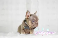 Charlie Brown , a male French Bulldog for sale in San Antonio, TX – 2 of 3
