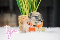 Ivysaur, a female French Bulldog for sale in San Antonio, TX – 2 of 3