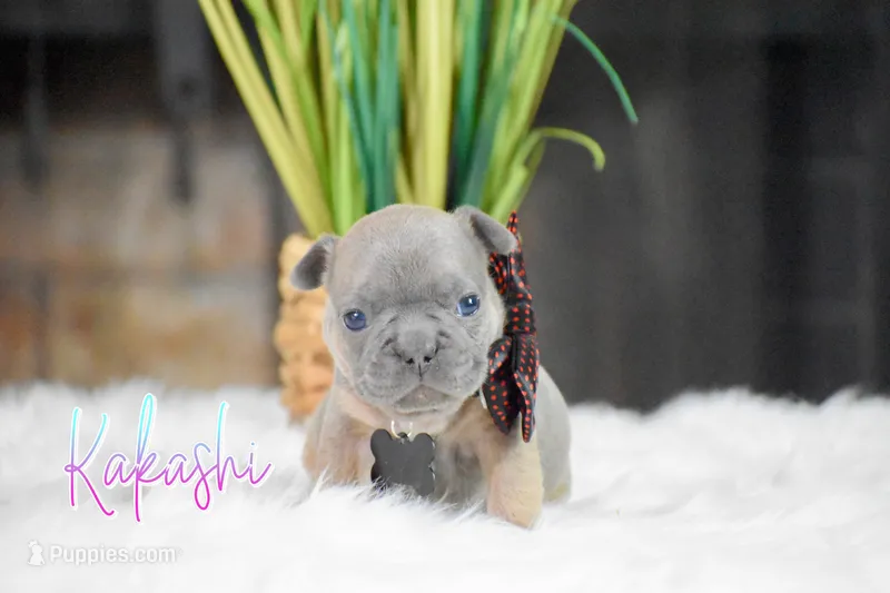 Kakashi – French Bulldog puppy for sale in San Antonio, TX