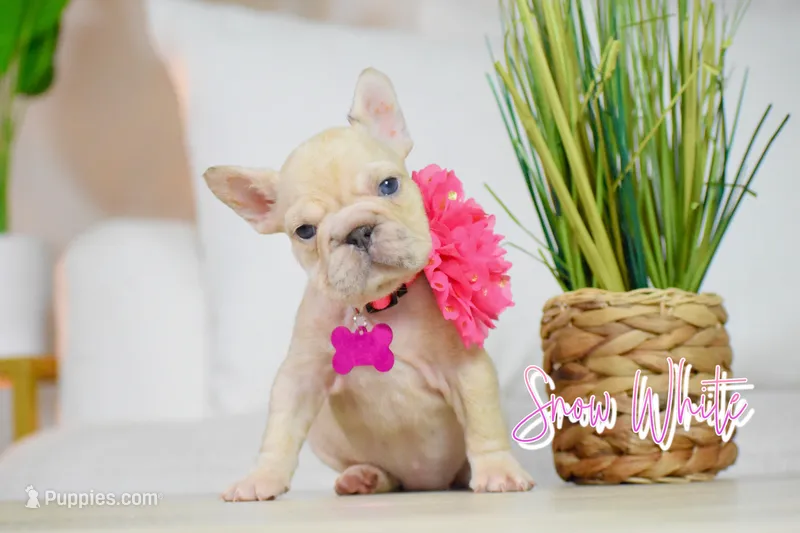 Snow White  – French Bulldog puppy for sale in San Antonio, TX