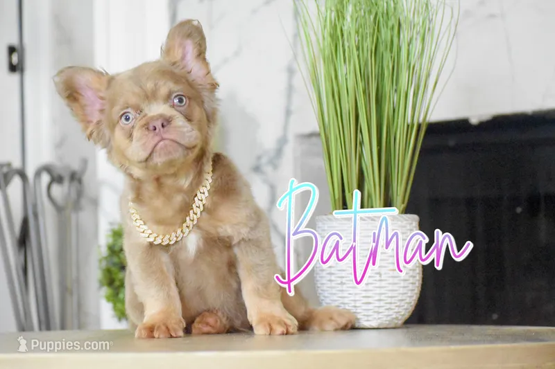 Batman  – French Bulldog puppy for sale in San Antonio, TX