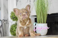 Batman , a  French Bulldog for sale in San Antonio, TX – Photo 3 of 4