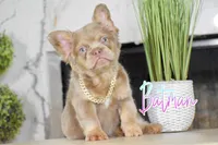 Batman , a  French Bulldog for sale in San Antonio, TX – Photo 2 of 4