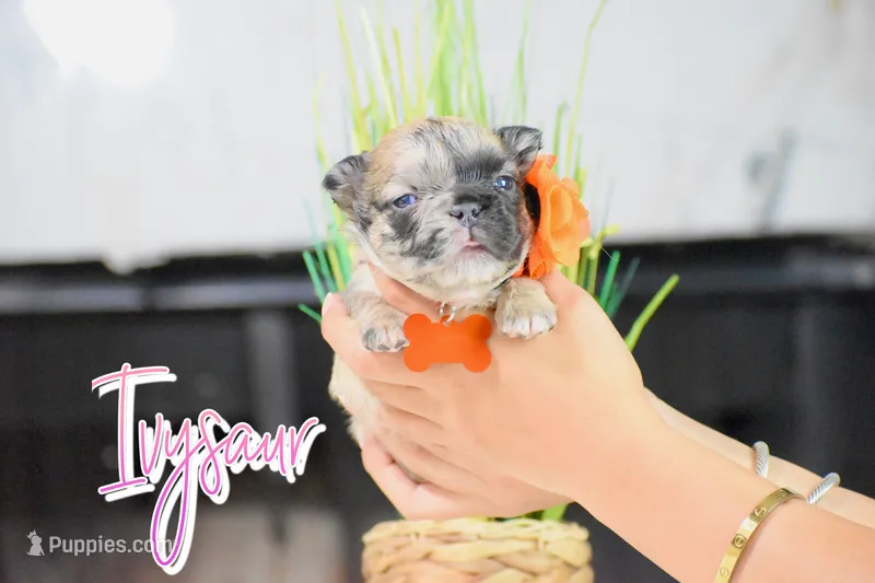 Ivysaur – French Bulldog puppy for sale in San Antonio, TX