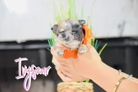 Ivysaur, a female French Bulldog for sale in San Antonio, TX – 1 of 3