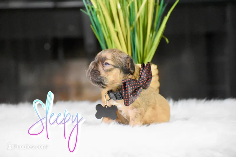 Sleepy – French Bulldog puppy for sale in San Antonio, TX