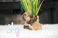 Sleepy, a male French Bulldog for sale in San Antonio, TX – 1 of 2