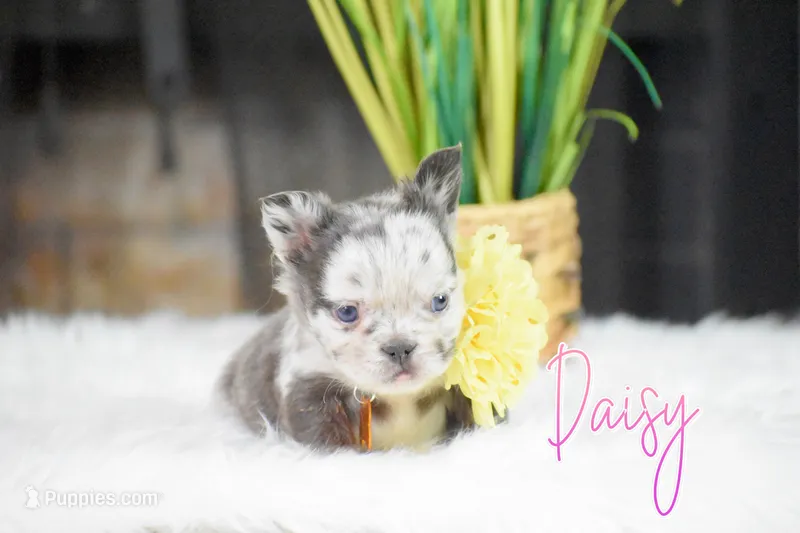 Daisy – French Bulldog puppy for sale in San Antonio, TX