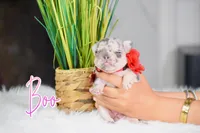 Boo, a female French Bulldog for sale in San Antonio, TX – 3 of 4