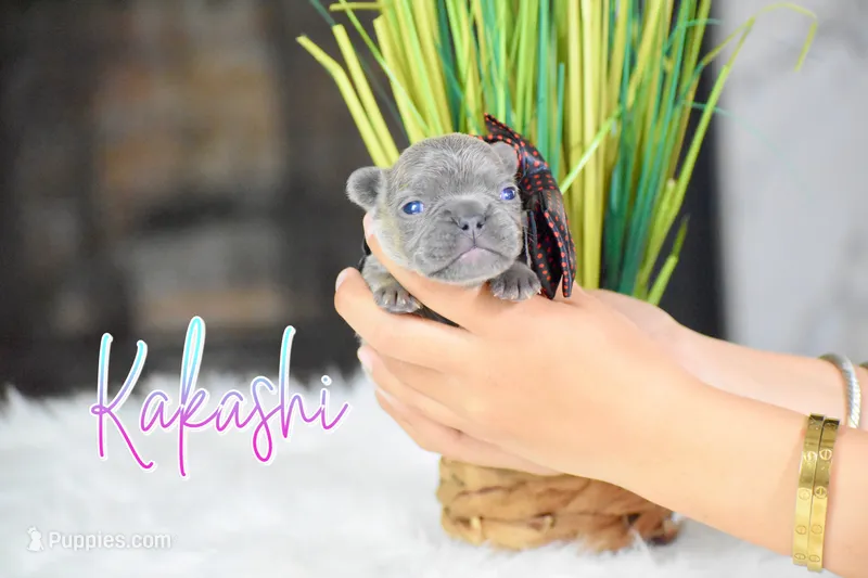Kakashi – French Bulldog puppy for sale in San Antonio, TX
