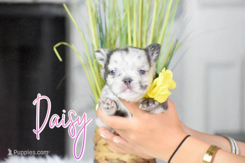 Daisy – French Bulldog puppy for sale in San Antonio, TX