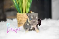 Bowser, a male French Bulldog for sale in San Antonio, TX – 2 of 4