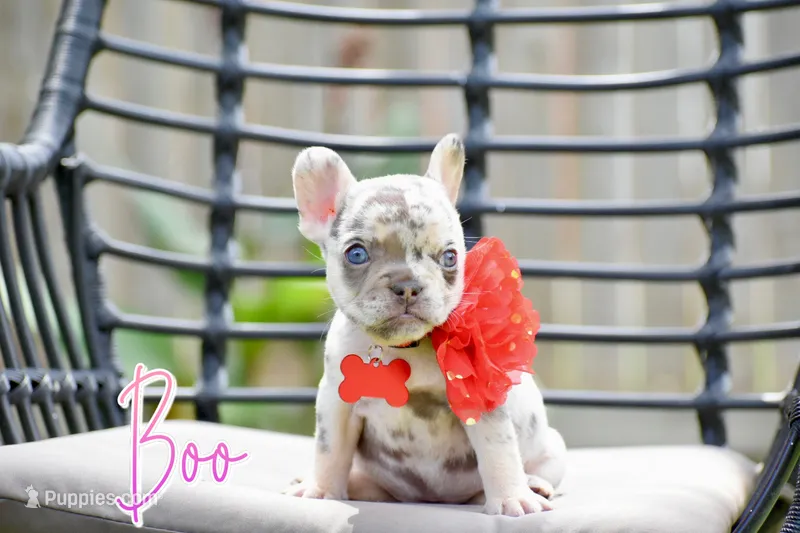 Boo – French Bulldog puppy for sale in San Antonio, TX