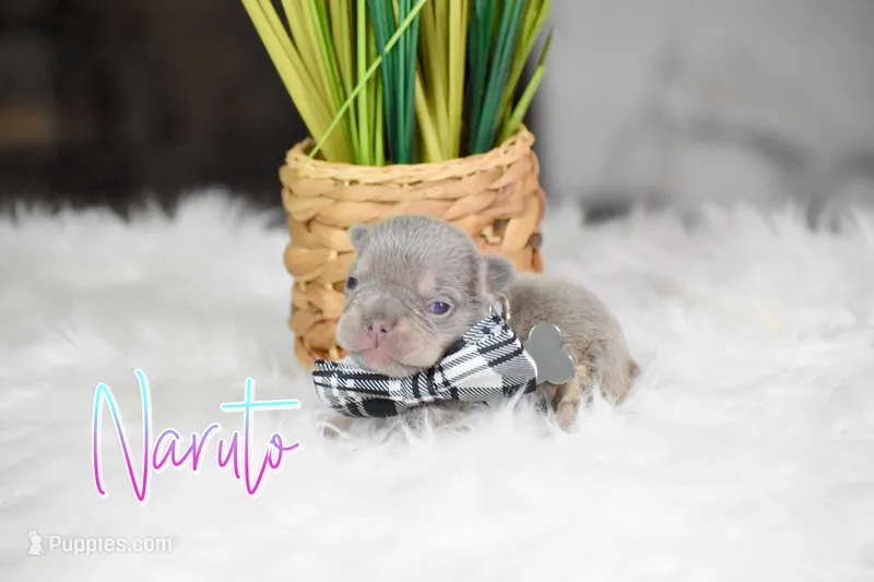 Naruto – French Bulldog puppy on hold in San Antonio, TX