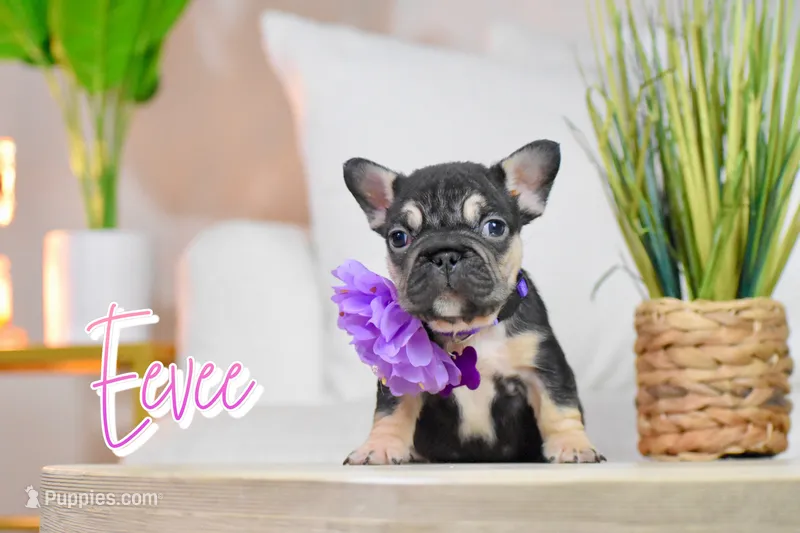 Eevee – French Bulldog puppy for sale in San Antonio, TX