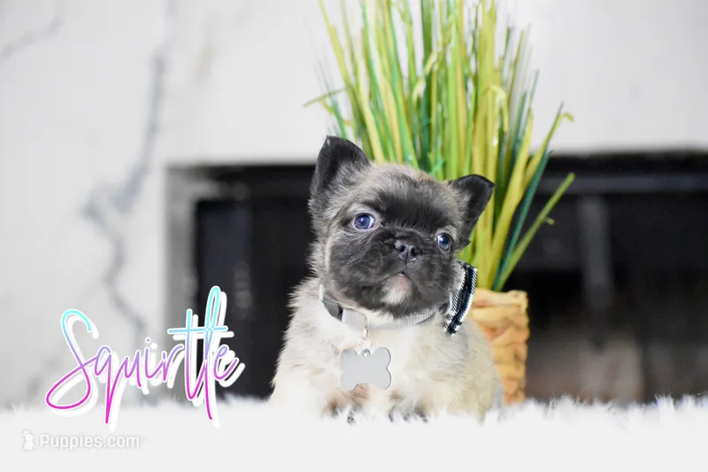 Squirtle  – French Bulldog puppy for sale in San Antonio, TX