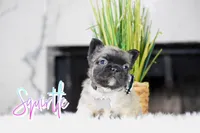 Squirtle , a male French Bulldog for sale in San Antonio, TX – 1 of 3