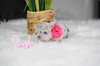 Peach, a female French Bulldog for sale in San Antonio, TX – 3 of 4