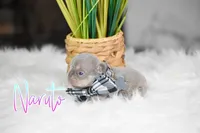 Naruto, a male French Bulldog for sale in San Antonio, TX – 3 of 4