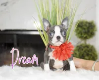 Dream , a female Boston Terrier for sale in San Antonio, TX – Photo 4 of 5
