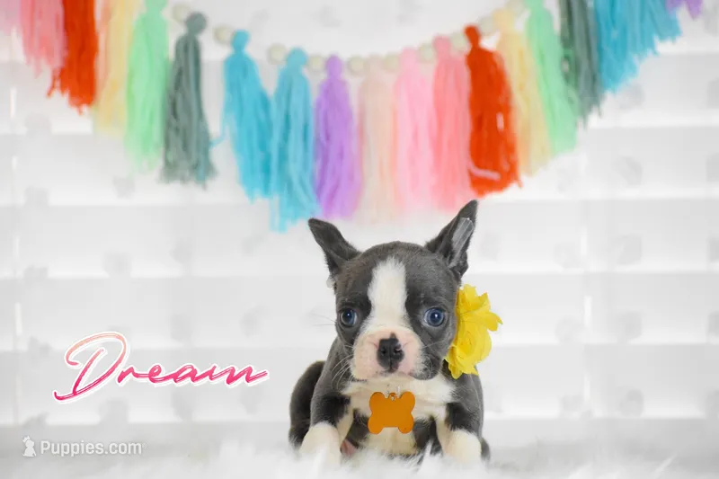 Dream  – Boston Terrier puppy for sale in San Antonio, TX