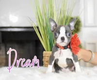 Dream , a female Boston Terrier for sale in San Antonio, TX – Photo 1 of 5