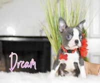 Dream , a female Boston Terrier for sale in San Antonio, TX – Photo 3 of 5