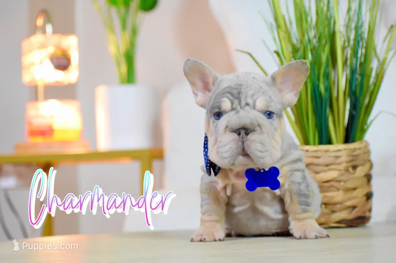 Charmander – French Bulldog puppy for sale in San Antonio, TX