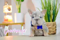 Charmander, a male French Bulldog for sale in San Antonio, TX – 1 of 5