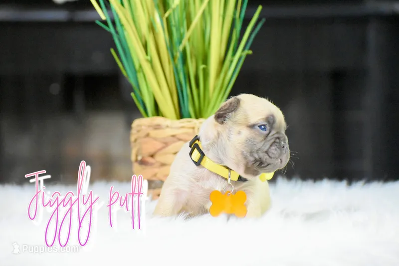 Jiggly puff  – French Bulldog puppy for sale in San Antonio, TX