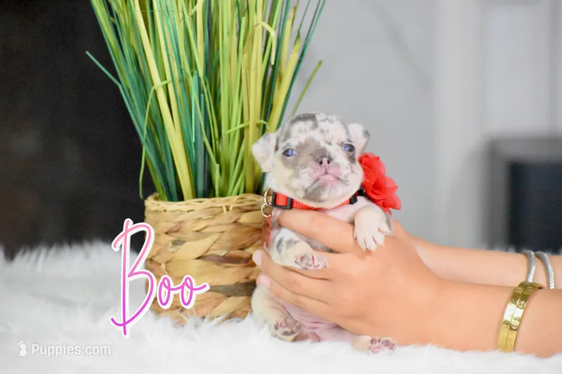 Boo – French Bulldog puppy on hold in San Antonio, TX