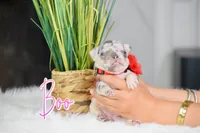 Boo, a female French Bulldog for sale in San Antonio, TX – 1 of 4