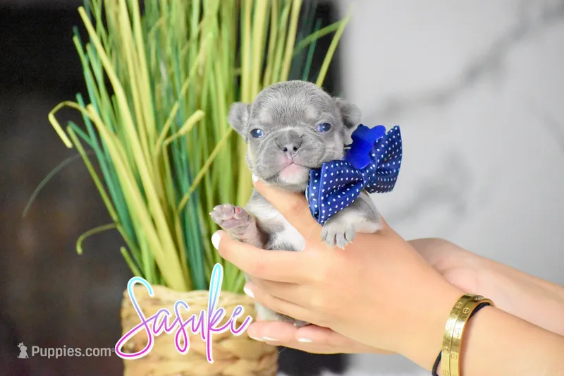Sasuke  – French Bulldog puppy for sale in San Antonio, TX