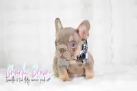 Charlie Brown , a male French Bulldog for sale in San Antonio, TX – 3 of 3