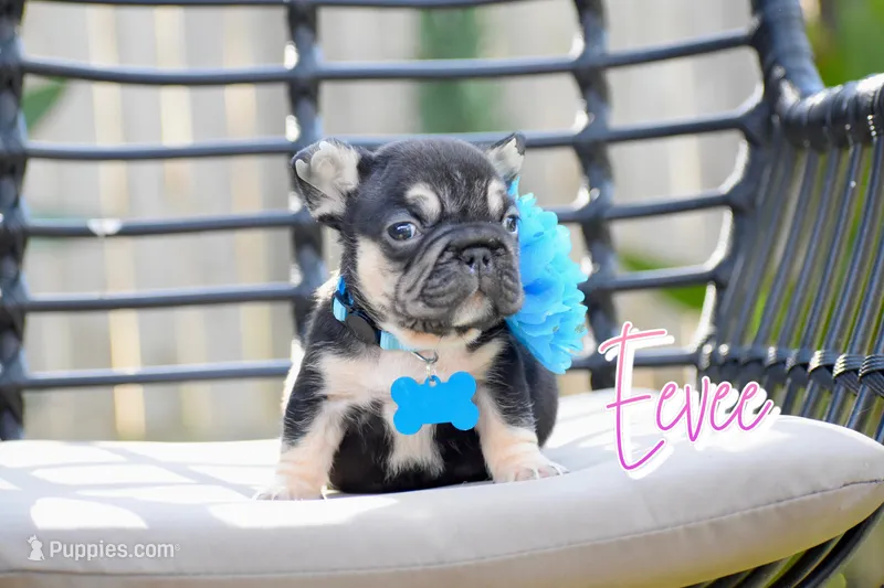 Eevee – French Bulldog puppy for sale in San Antonio, TX