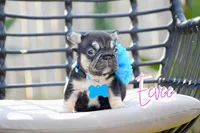 Eevee, a female French Bulldog for sale in San Antonio, TX – 1 of 3