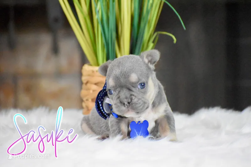Sasuke  – French Bulldog puppy for sale in San Antonio, TX
