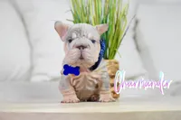 Charmander, a male French Bulldog for sale in San Antonio, TX – 3 of 5