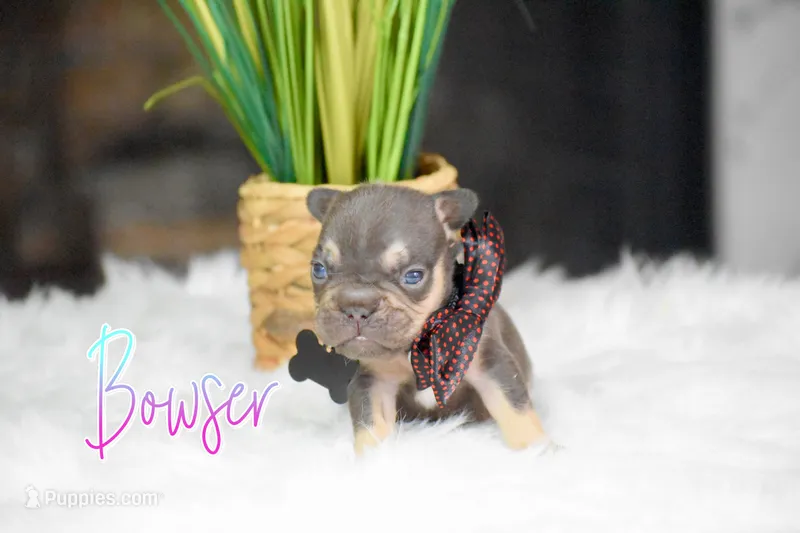 Bowser – French Bulldog puppy for sale in San Antonio, TX