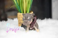 Bowser, a male French Bulldog for sale in San Antonio, TX – 1 of 4