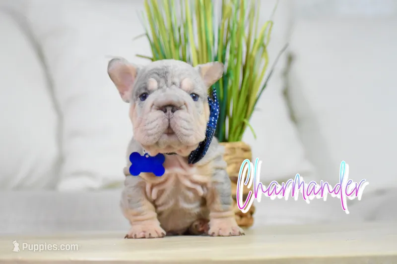 Charmander – French Bulldog puppy for sale in San Antonio, TX