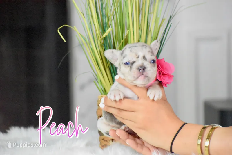 Peach – French Bulldog puppy for sale in San Antonio, TX
