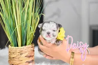 Daisy, a female French Bulldog for sale in San Antonio, TX – 4 of 4